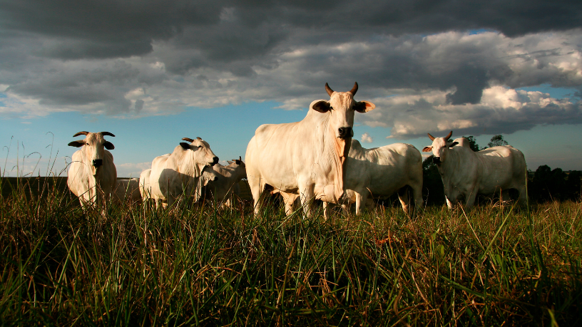 Patrimônio gaúcho em evidência: Aldo Vendramin fala sobre o valor histórico do Freio de Ouro.