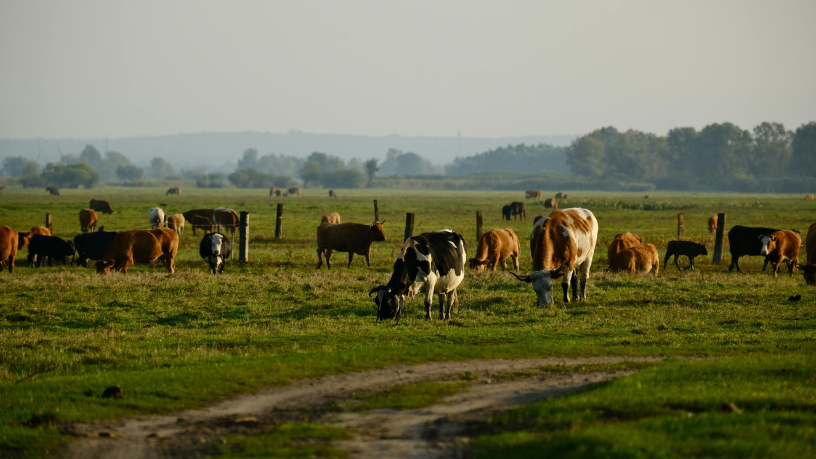 Com a visão de João Eustáquio De Almeida Junior, entenda por que a tecnologia e a inovação já estão revolucionando a pecuária moderna.