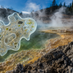 Representação microscópica conceitual de uma ameba em ambiente geotérmico extremo, com água quente, minerais e vapor.