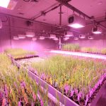 Laboratório de pesquisa com plantas cultivadas sob luzes de LED.