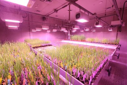 Laboratório de pesquisa com plantas cultivadas sob luzes de LED.